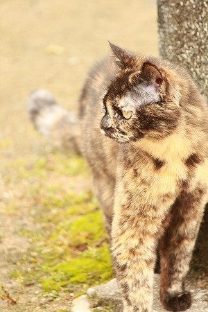 いつのまにゃ? いつのまにゃ?