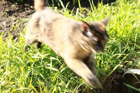 こーにゃったにゃw こーにゃったにゃw
