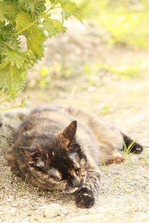 ふくしゅー だいじにゃ ふくしゅー だいじにゃ