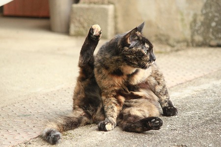 ふくしゅー だいじにゃ ふくしゅー だいじにゃ