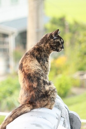 まめほこにゃ あさ まめほこにゃ あさ