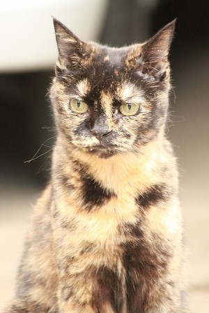おかあちゃんくいず おかあちゃんくいず