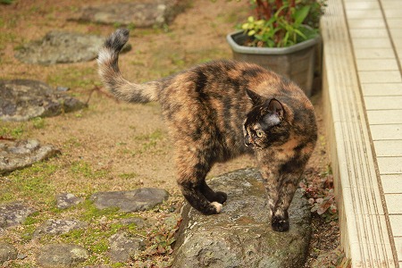 こまりゅにゃ~ こまりゅにゃ~