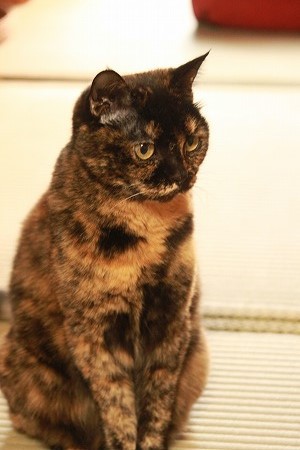 あめだかりゃ あめだかりゃ