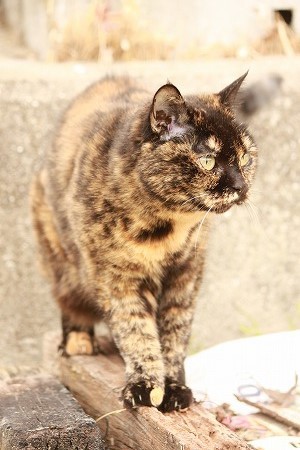 じかいに きたいにゃ! じかいに きたいにゃ!