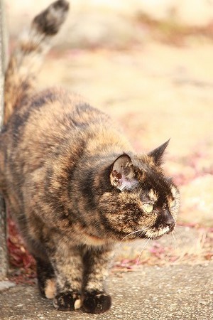 そこって どこかにゃ~w そこって どこかにゃ~w