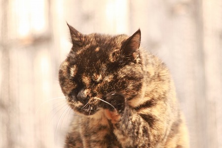 わすりぇたのかにゃ~w わすりぇたのかにゃ~w