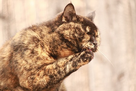 わすりぇたのかにゃ~w わすりぇたのかにゃ~w