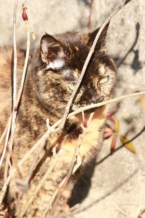 にゃんでかにゃ~? にゃんでかにゃ~?