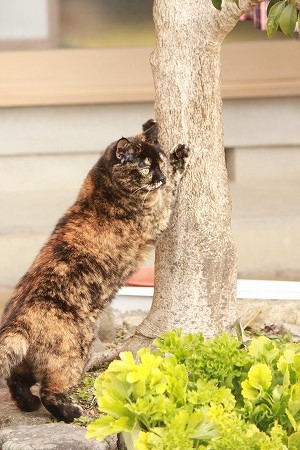 にゃんのかは ひみつにゃ にゃんのかは ひみつにゃ