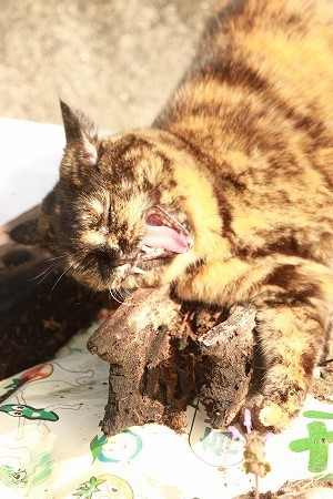 おとうちゃん てんきんにゃ! おとうちゃん てんきんにゃ!