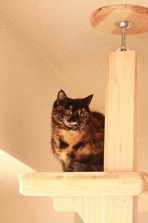 ちょーぢょーにゃ! ちょーぢょーにゃ!