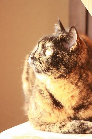 あそぶおしごと あそぶおしごと