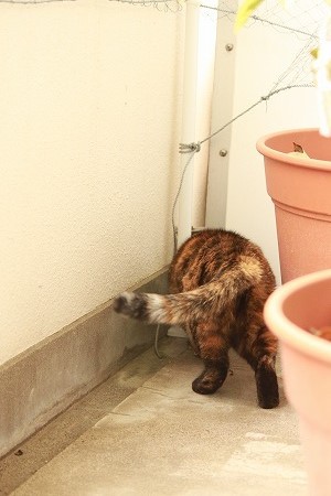 かわゆさ? かわゆさ?