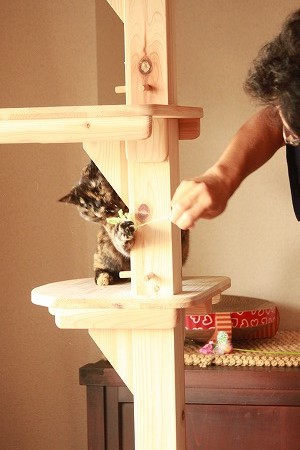 マメマメの やさしさにゃ マメマメの やさしさにゃ