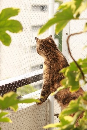 ちがうけどにゃ~ ちがうけどにゃ~