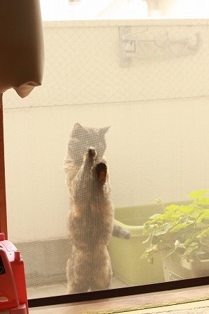 あたりゃしーつき あたりゃしーつき