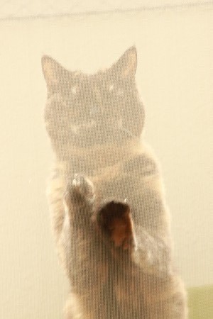 あたりゃしーつき あたりゃしーつき