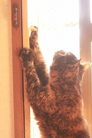 あたりゃしーとし あたりゃしーとし