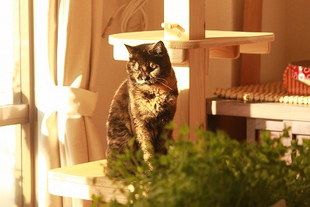 マメ草 じゃにゃいやつ マメ草 じゃにゃいやつ
