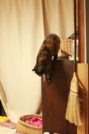 かめりゃの せーかもにゃ かめりゃの せーかもにゃ