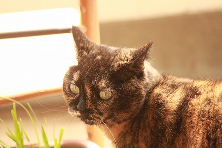 できりゅのかにゃ? できりゅのかにゃ?