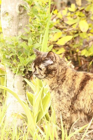 つぎからつぎへと たいふーーーん つぎからつぎへと たいふーーーん