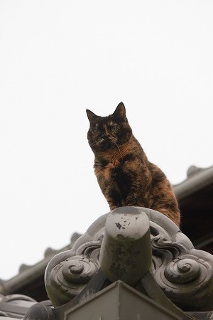 キリっとにゃ キリっとにゃ