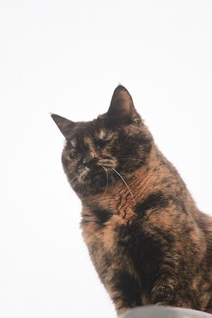 キリっとにゃ キリっとにゃ