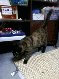 動くにゃー