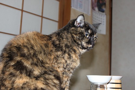 新鮮にゃ