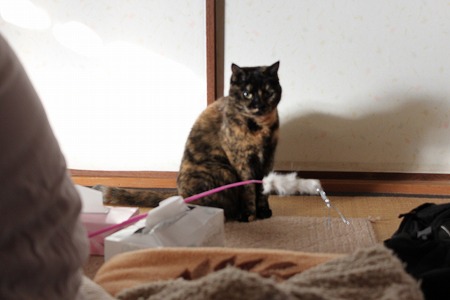 ノラにゃいにゃ