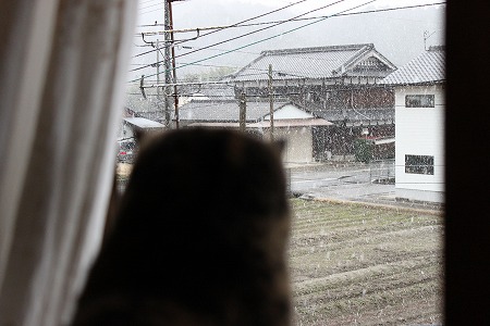 雪とマメマメ