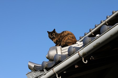 ずぇったいダメにゃ!