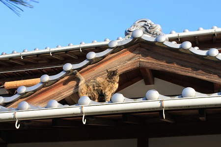 やねぱと