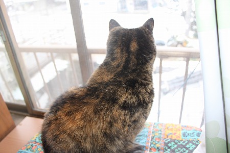 きいてくれたにゃ!