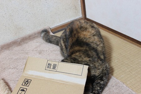 ひとりあそびにゃ