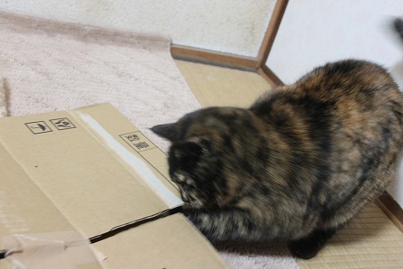 ひとりあそびにゃ