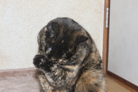 ムズムズにゃ