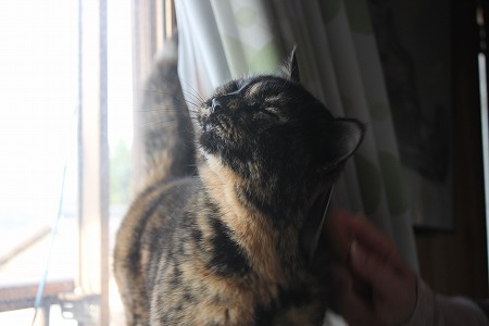 おしらせするにゃ