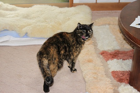 たべたにゃ