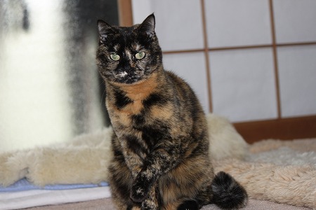 おかあちゃんの日