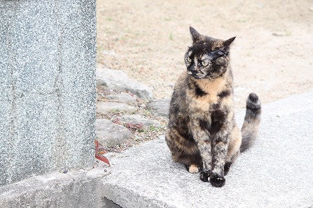 できにゃいかもにゃ~