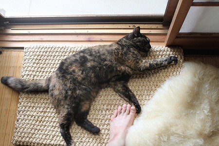 ボツにゃパシャ