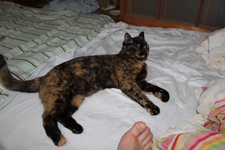 まわりっぱにゃし