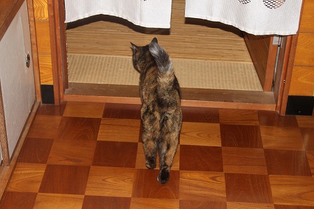 おさそいにゃ