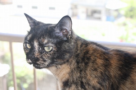 ついてくるのかにゃ~