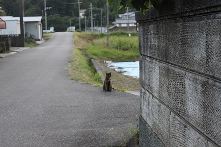 がいしゅつしてみるにゃ^^