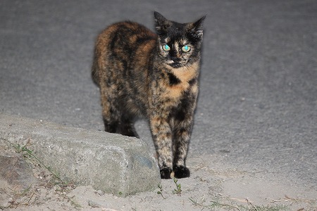 どーちがうのかにゃ~