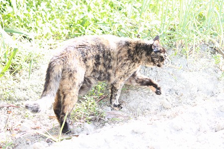 ぼつにゃぱしゃ